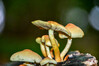 Dateiname=RR_Pilze_Schwefelkopf.jpg
Dateigröße=719KB
Abmessungen: 1200x800
hinzugefügt am: 28. Oktober 2024 RR_Pilze_Schwefelkopf.jpg
