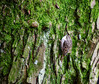 Dateiname=RR_Tiere_Baumlaeufer.jpg
Dateigröße=1543KB
Abmessungen: 1200x1018
hinzugefügt am: 14. Dezember 2024 RR_Tiere_Baumlaeufer.jpg