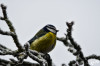 Dateiname=RR_Tiere_Blaumeise.jpg
Dateigröße=451KB
Abmessungen: 1200x800
hinzugefügt am: 20. Januar 2025 RR_Tiere_Blaumeise.jpg