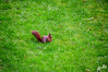 Dateiname=RR_Tiere_Eichhoernchen.jpg
Dateigröße=1438KB
Abmessungen: 1200x800
hinzugefügt am: 15. Dezember 2024 RR_Tiere_Eichhoernchen.jpg