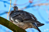 Dateiname=RR_Tiere_Taube-Aufgeplustert.jpg
Dateigröße=608KB
Abmessungen: 1200x800
hinzugefügt am: 04. Februar 2025 RR_Tiere_Taube-Aufgeplustert.jpg