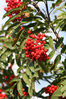 Dateiname=R__Rot__07.jpg
Dateigröße=484KB
Abmessungen: 567x850
hinzugefügt am: 18. September 2011 R__Rot__07.jpg