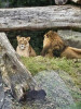 Dateiname=Ralf_Majestetisch.jpg
Dateigröße=1120KB
Abmessungen: 1050x1400
hinzugefügt am: 14. Juni 2026 Ralf_Majestetisch.jpg