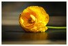 Dateiname=Ranunkel_k_01.jpg
Dateigröße=549KB
Abmessungen: 1200x818
hinzugefügt am: 22. Mai 2023 Ranunkel_k_01.jpg