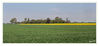 Rapsfeld_Panorama2.jpg