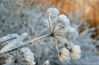 Dateiname=Raureif.jpg
Dateigröße=282KB
Abmessungen: 850x557
hinzugefügt am: 04. Januar 2008 Raureif.jpg