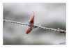 Dateiname=Raureif_Blatt_21.jpg
Dateigröße=225KB
Abmessungen: 850x591
hinzugefügt am: 31. Dezember 2016 Raureif_Blatt_21.jpg