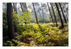 Dateiname=Reichswald_Lichtdurchflutet_01.jpg
Dateigröße=1433KB
Abmessungen: 1200x829
hinzugefügt am: 21. September 2020 Reichswald_Lichtdurchflutet_01.jpg