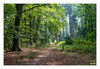 Dateiname=Reichswald_Lichtdurchflutet_02.jpg
Dateigröße=1628KB
Abmessungen: 1200x829
hinzugefügt am: 22. September 2020 Reichswald_Lichtdurchflutet_02.jpg