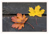 Dateiname=Reuschenberger_See_011_Blaetter.jpg
Dateigröße=536KB
Abmessungen: 850x593
hinzugefügt am: 24. Oktober 2013 Reuschenberger_See_011_Blaetter.jpg