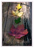 Dateiname=Reuschenberger_See_014_Blaetter.jpg
Dateigröße=513KB
Abmessungen: 591x850
hinzugefügt am: 24. Oktober 2013 Reuschenberger_See_014_Blaetter.jpg