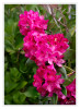 Dateiname=Rhododendren_in_Rot_011.jpg
Dateigröße=870KB
Abmessungen: 876x1200
hinzugefügt am: 21. Mai 2026 Rhododendren_in_Rot_011.jpg