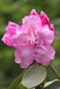 Rhododendron_pink_03_Kopie.jpg