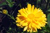 Dateiname=Ringel.jpg
Dateigröße=639KB
Abmessungen: 1200x800
hinzugefügt am: 29. August 2021 Ringel.jpg