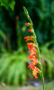 Roland_Alles_was_blueht_Gladiole.jpg
