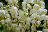 Roland_Alles_was_blueht_Yucca.jpg