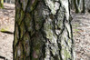 Dateiname=Roland_Baumrinde.JPG
Dateigröße=1053KB
Abmessungen: 1200x800
hinzugefügt am: 04. April 2023 Roland_Baumrinde.JPG