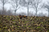 Dateiname=Roland_DSC_9126.JPG
Dateigröße=781KB
Abmessungen: 1200x800
hinzugefügt am: 25. Februar 2023 Roland_DSC_9126.JPG