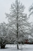 Dateiname=Roland_Frei_Schneefall.jpg
Dateigröße=972KB
Abmessungen: 800x1200
hinzugefügt am: 10. Januar 2025 Roland_Frei_Schneefall.jpg