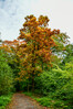 Dateiname=Roland_Herbstlicher_Baum__Wald_Kastanie.jpg
Dateigröße=1452KB
Abmessungen: 800x1200
hinzugefügt am: 22. Oktober 2024 Roland_Herbstlicher_Baum__Wald_Kastanie.jpg