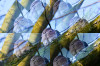 Dateiname=Roland_Surreal_Taube.jpg
Dateigröße=900KB
Abmessungen: 1200x800
hinzugefügt am: 05. Februar 2025 Roland_Surreal_Taube.jpg