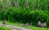 Roland_Tiere_Besuch_der_Ente_bei_den_Kanadagaensen.jpg