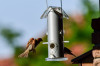 Roland_Tiere_Spatz.jpg
