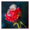 Dateiname=Rose_im_Schnee_q_01.jpg
Dateigröße=491KB
Abmessungen: 850x850
hinzugefügt am: 28. Dezember 2014 Rose_im_Schnee_q_01.jpg