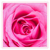 Rose_pink_02.jpg