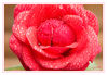 Dateiname=Rose_rot_nass_05.jpg
Dateigröße=635KB
Abmessungen: 850x590
hinzugefügt am: 10. November 2017 Rose_rot_nass_05.jpg