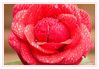 Rose_rot_nass_05.jpg