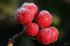 Dateiname=Rote_Beeren_03.jpg
Dateigröße=230KB
Abmessungen: 850x564
hinzugefügt am: 16. Januar 2008 Rote_Beeren_03.jpg