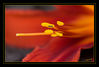 Dateiname=Rote_Blume_02.jpg
Dateigröße=228KB
Abmessungen: 850x576
hinzugefügt am: 05. Juli 2012 Rote_Blume_02.jpg