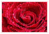 Dateiname=Rote_Rose_04.jpg
Dateigröße=700KB
Abmessungen: 850x589
hinzugefügt am: 23. September 2018 Rote_Rose_04.jpg