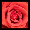 Rote_Rose_q_02.jpg