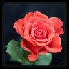 Rote_Rose_q_03.jpg