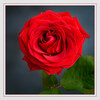 Dateiname=Rote_Rosen_kk_03.jpg
Dateigröße=846KB
Abmessungen: 1200x1200
hinzugefügt am: 31. Juli 2023 Rote_Rosen_kk_03.jpg