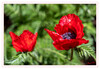 Roter_Mohn_01.jpg