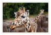 Dateiname=Rothschild_Giraffe_11.jpg
Dateigröße=403KB
Abmessungen: 850x597
hinzugefügt am: 29. September 2017 Rothschild_Giraffe_11.jpg