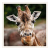 Dateiname=Rothschild_Giraffe_q_12.jpg
Dateigröße=601KB
Abmessungen: 850x850
hinzugefügt am: 29. September 2017 Rothschild_Giraffe_q_12.jpg