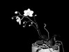 Dateiname=S-W_Orchidee_Perla.jpg
Dateigröße=151KB
Abmessungen: 1200x900
hinzugefügt am: 09. Februar 2024 S-W_Orchidee_Perla.jpg