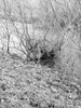 Dateiname=S-W_Seseke_Manni.jpg
Dateigröße=1033KB
Abmessungen: 900x1200
hinzugefügt am: 03. Februar 2024 S-W_Seseke_Manni.jpg
