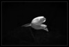 Dateiname=S-W_Tulpe_Marianne.jpg
Dateigröße=180KB
Abmessungen: 1200x819
hinzugefügt am: 07. Februar 2024 S-W_Tulpe_Marianne.jpg