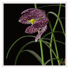 Dateiname=Schachbrettblume_07.jpg
Dateigröße=322KB
Abmessungen: 850x850
hinzugefügt am: 10. April 2019 Schachbrettblume_07.jpg