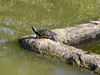 Dateiname=Schildkroete.jpg
Dateigröße=631KB
Abmessungen: 850x638
hinzugefügt am: 28. Januar 2017 Schildkroete.jpg