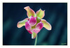 Dateiname=Schlauchpflanze_Farnhamii_05.jpg
Dateigröße=516KB
Abmessungen: 1200x830
hinzugefügt am: 01. Oktober 2022 Schlauchpflanze_Farnhamii_05.jpg