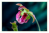 Dateiname=Schlauchpflanze_Farnhamii_07.jpg
Dateigröße=602KB
Abmessungen: 1200x832
hinzugefügt am: 01. Oktober 2022 Schlauchpflanze_Farnhamii_07.jpg