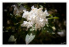 Dateiname=Schloss_Heltorf_Rhododendron_03.jpg
Dateigröße=512KB
Abmessungen: 1200x829
hinzugefügt am: 18. Mai 2026 Schloss_Heltorf_Rhododendron_03.jpg