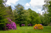 Schloss_Heltorf_Rhododendron_Landschaft_11.jpg
