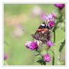 Schmetterling_q_028.jpg